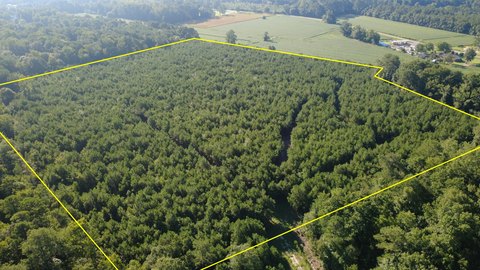 Pine Timber Land Tract