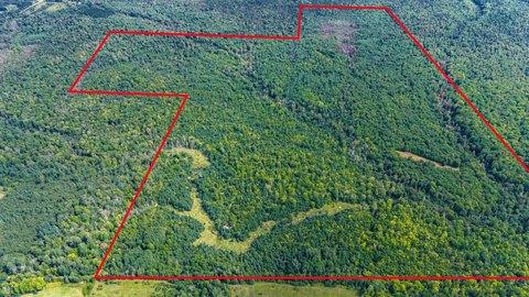 305 Acres of Mixed Forest