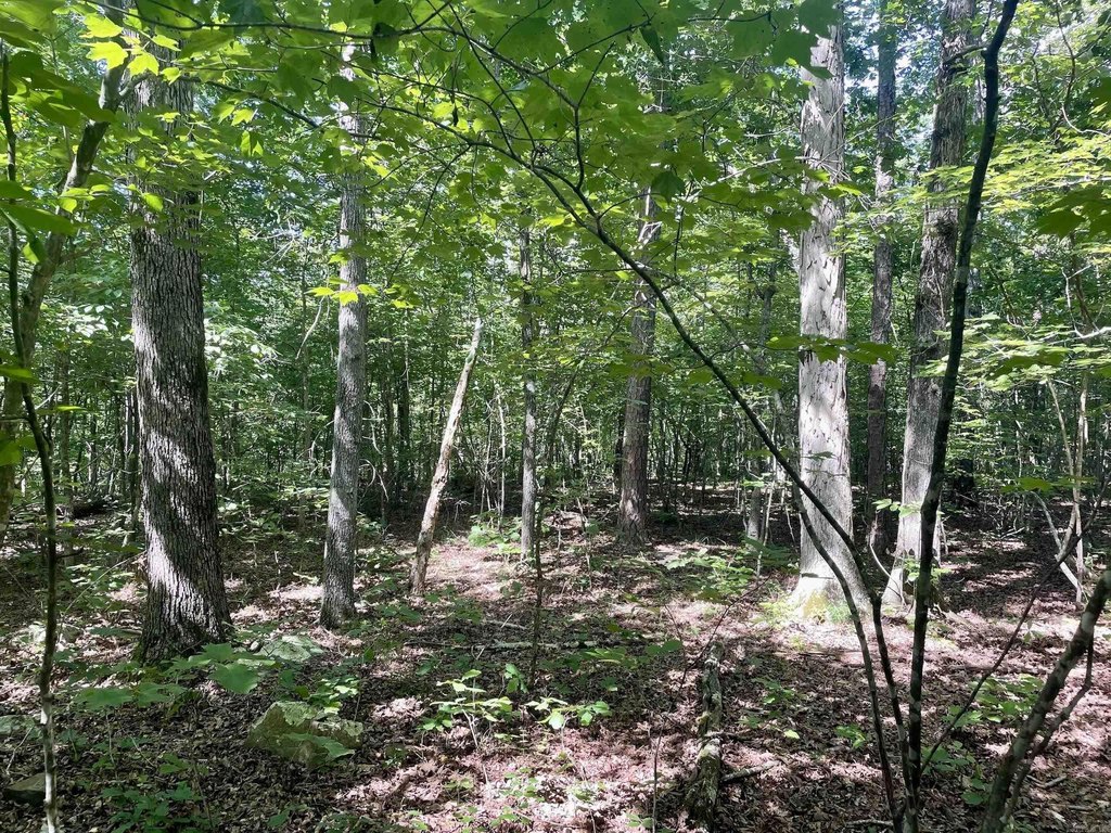 Picture 15