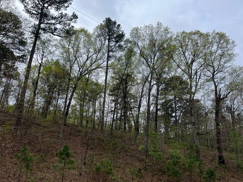 Wooded Mountain Acreage for Retreat
