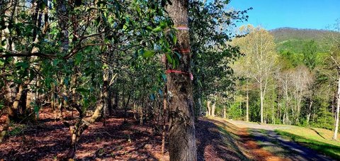 Hayesville Vacant Lot with River Access