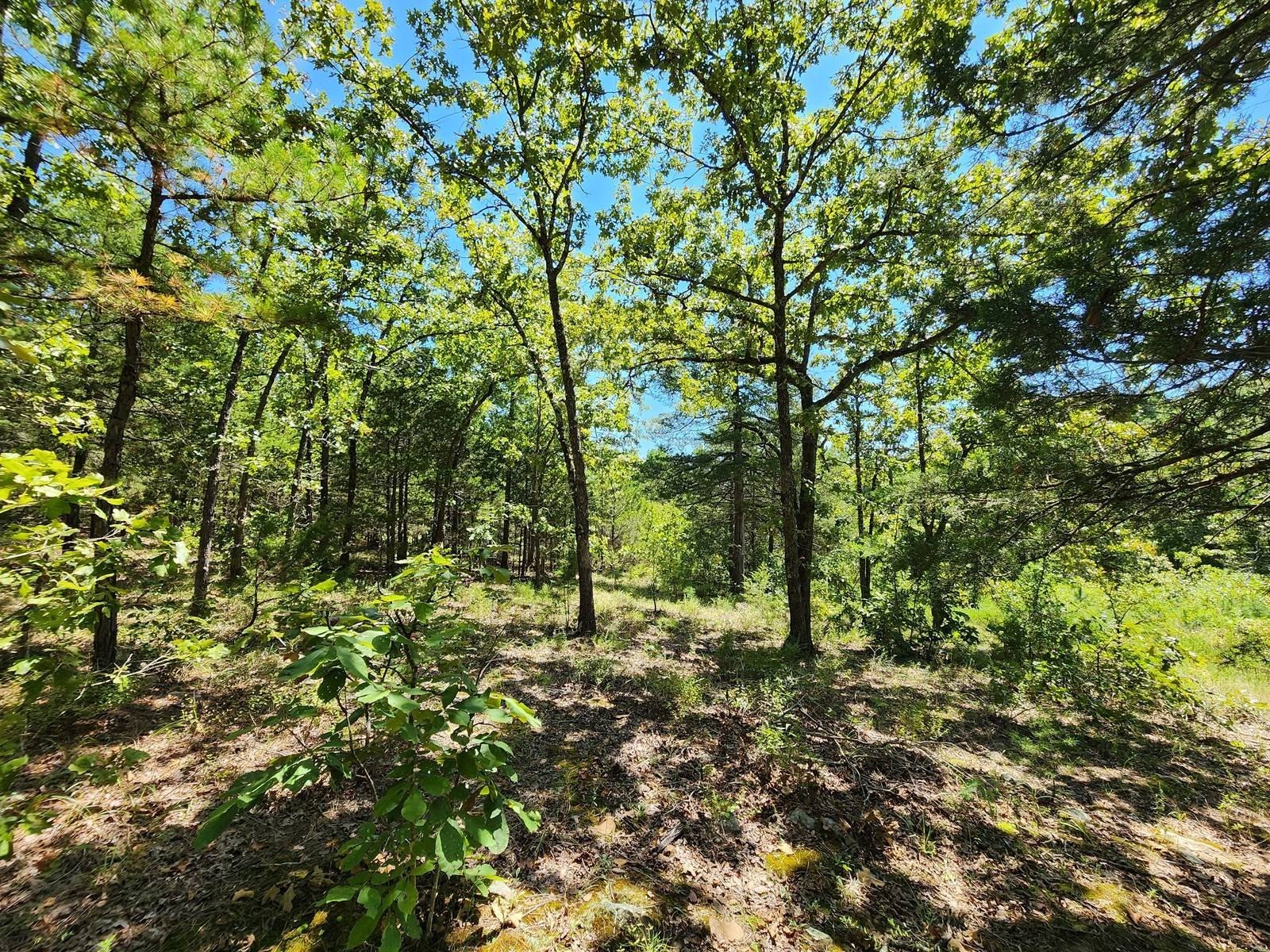 Land Near Ouachita National Forest