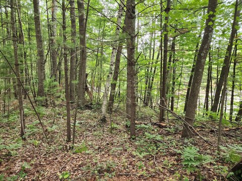 Land, Rhinelander, WI