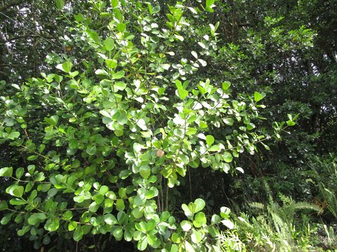 Keaau Land Near Shoreline