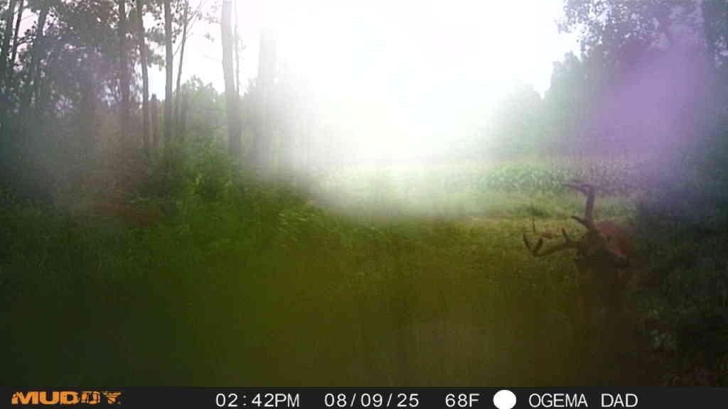 Picture 31