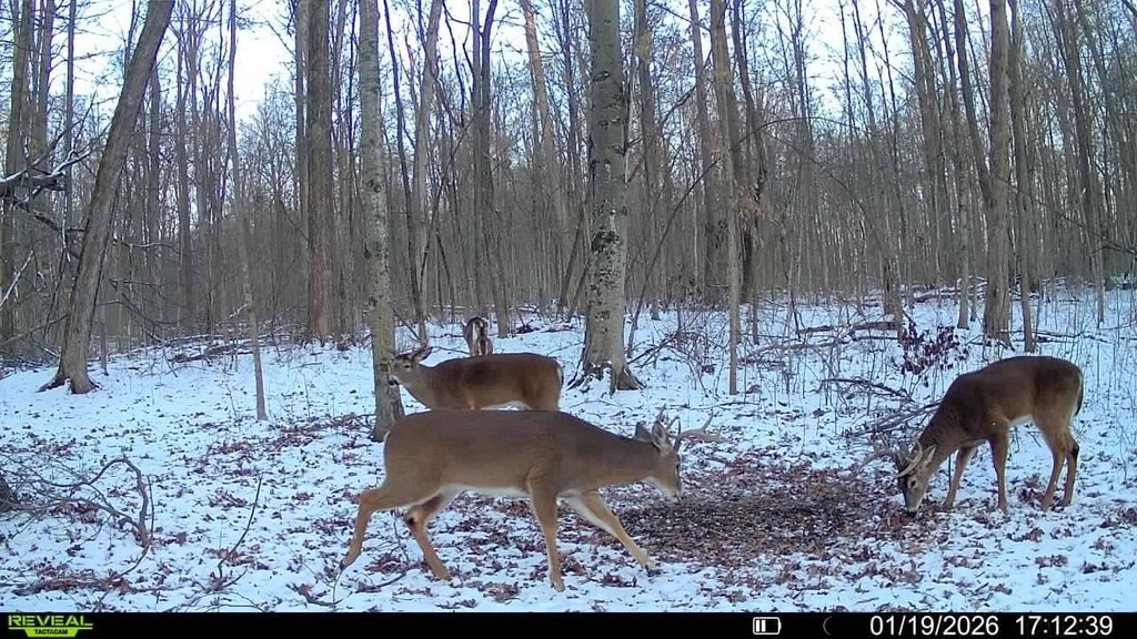 Picture 21