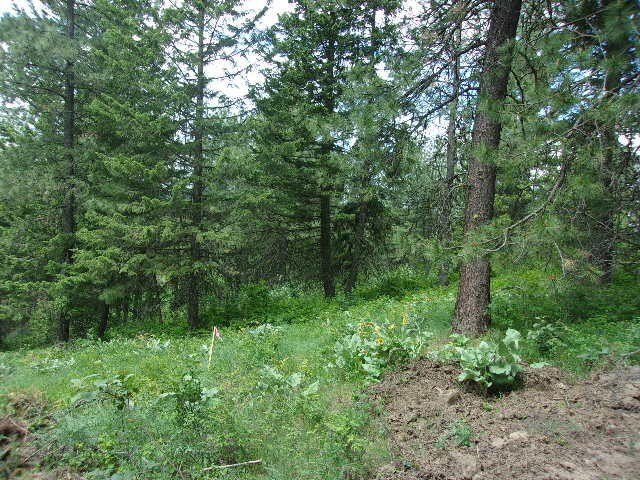 Picture 29