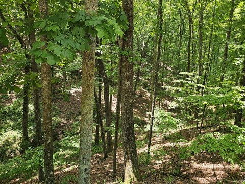 Wooded Recreation Community Land Lot