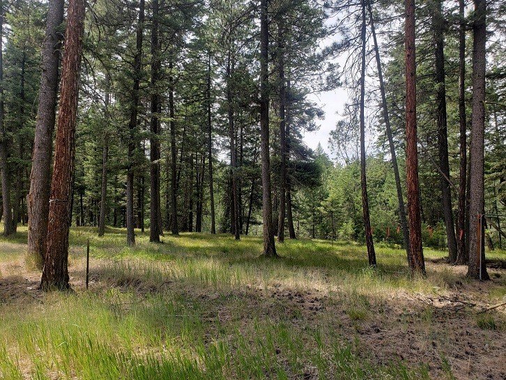 Frenchtown Wooded Acres with Utilities