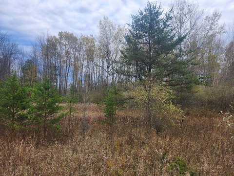 Buildable Lot Near National Forest