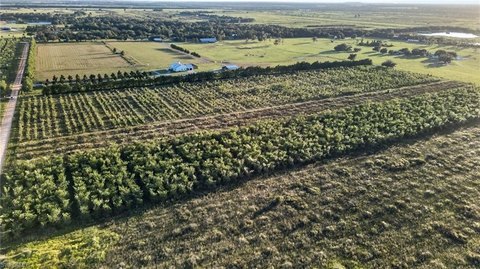 Agricultural Land with Bamboo Plantings