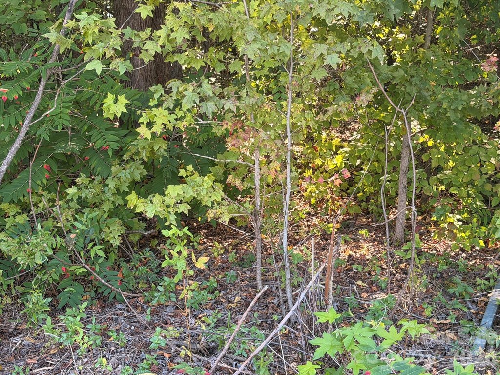 Picture 19