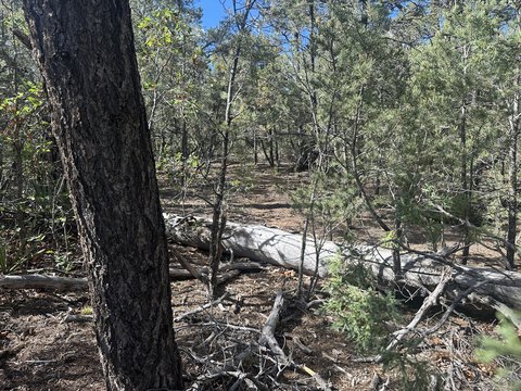 LAND - Tijeras, NM