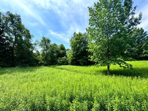 Wooded Hunting Land Parcel