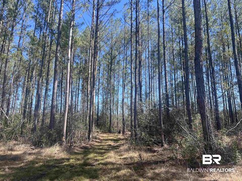 Timbered Single-Family Home Lot