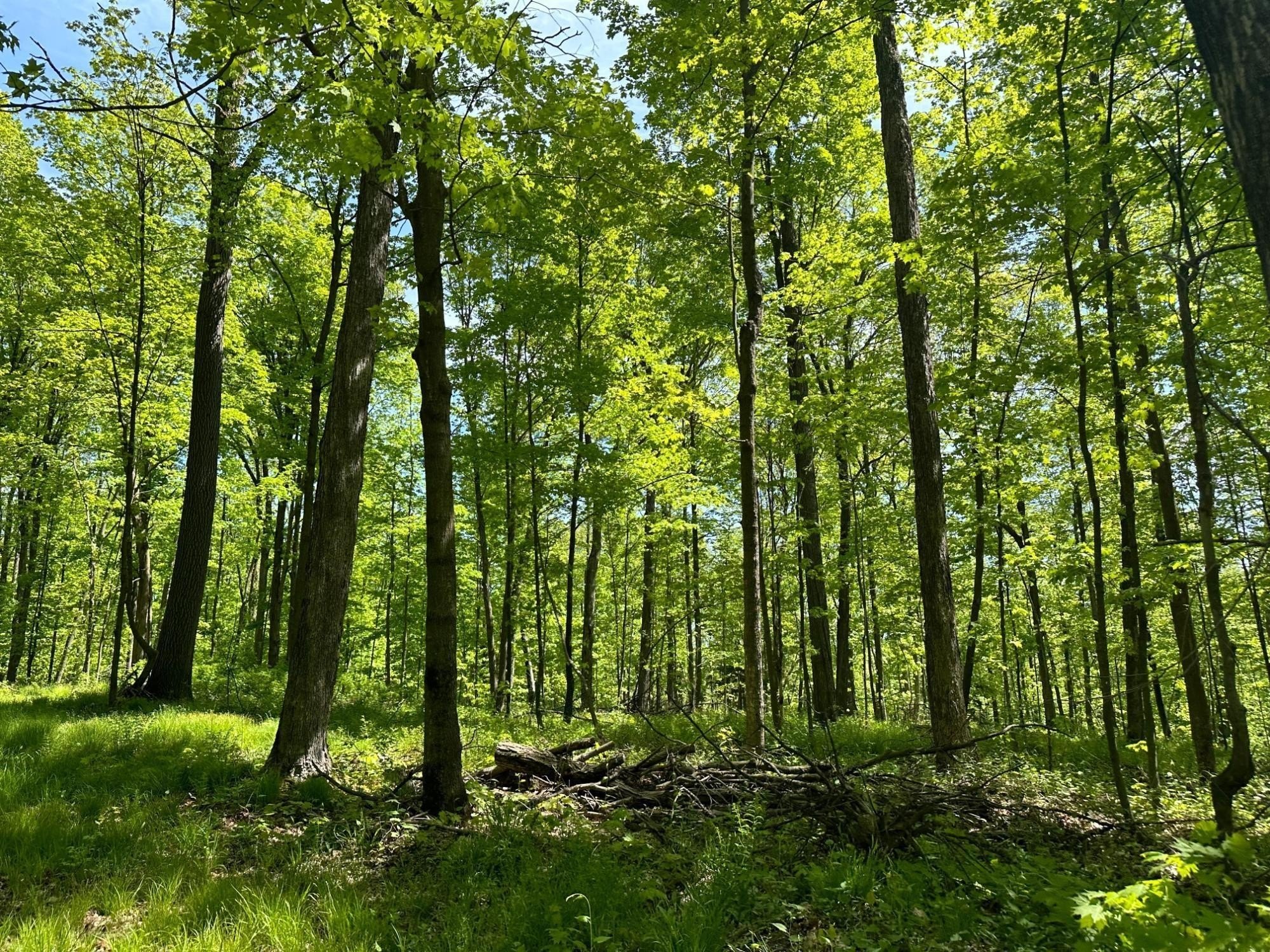 Picturesque Land Near Wausau