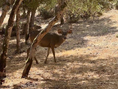 Kelseyville Land with Lake View Potential