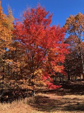 Land with Private Pond