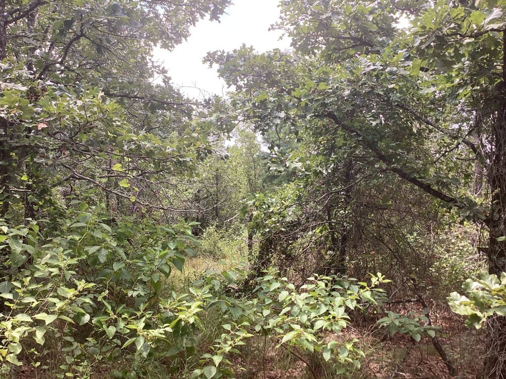 Picture 50