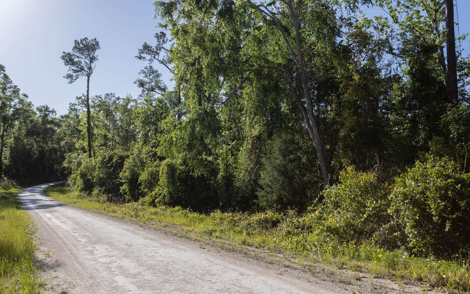 Live Oak Wooded Residential Lot