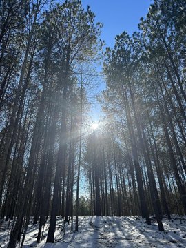 Jasper Highlands Land Bargain