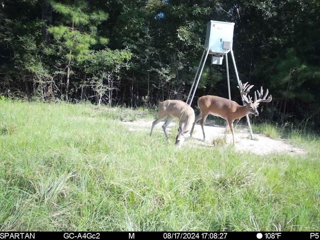 Picture 3