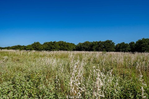 LAND - Rising Star, TX