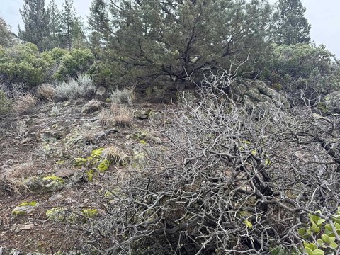 Residential Land in Weed, CA