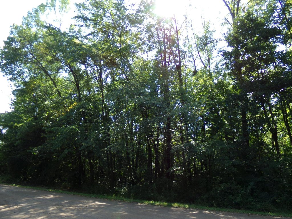 Picture 11