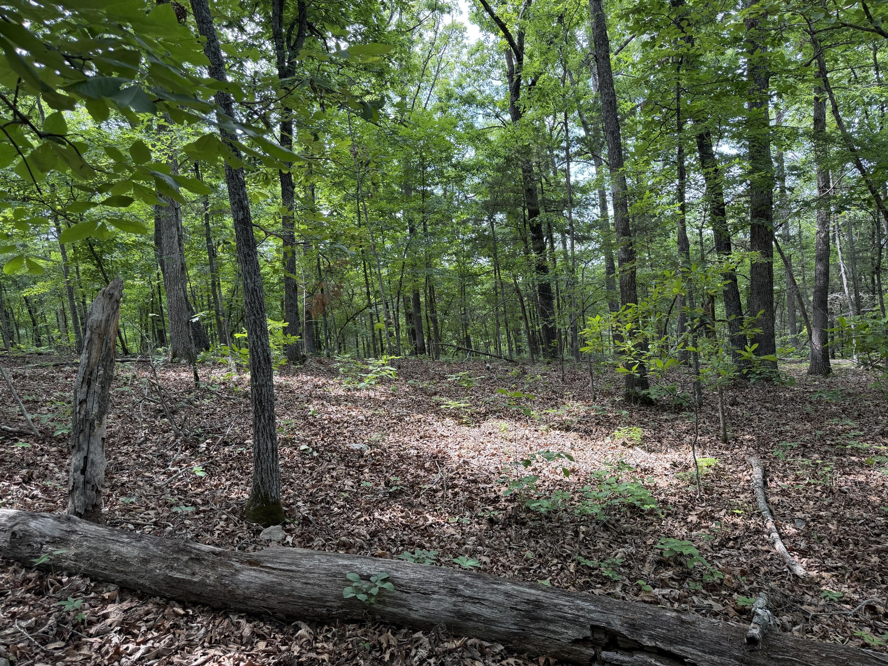 Wooded Land Overlooking Bull Shoals
