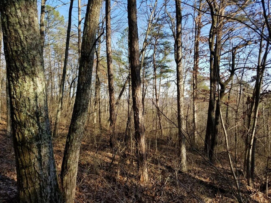 Picture 28