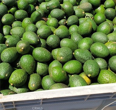 Avocado Farm with Irrigation