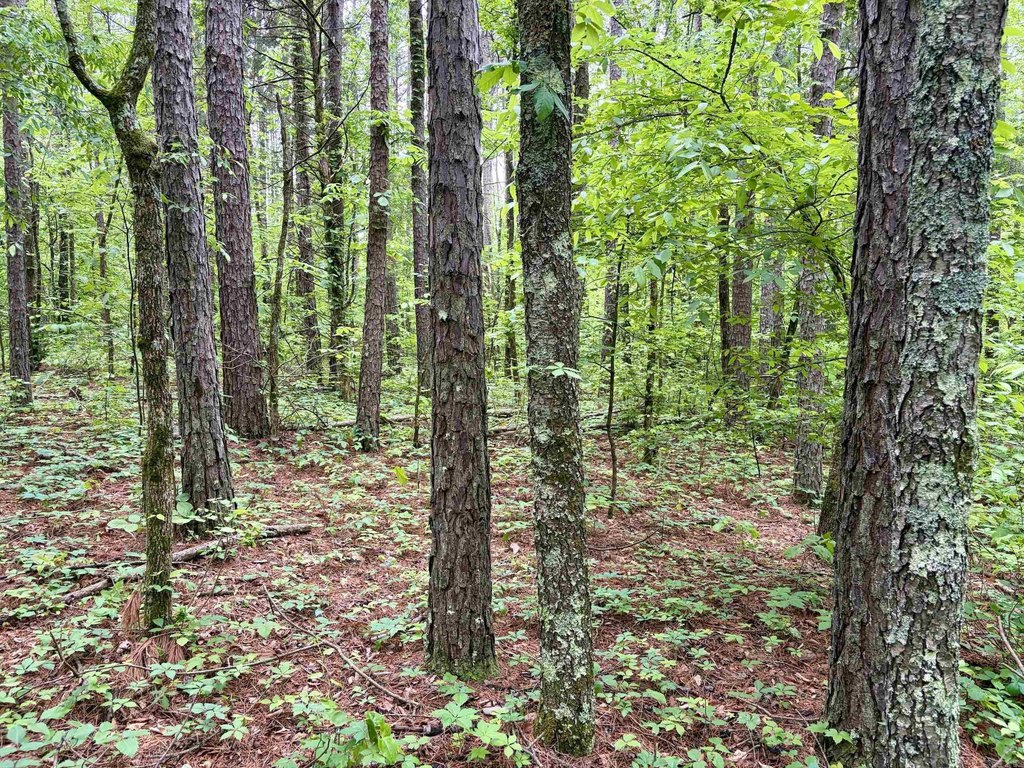 Picture 38