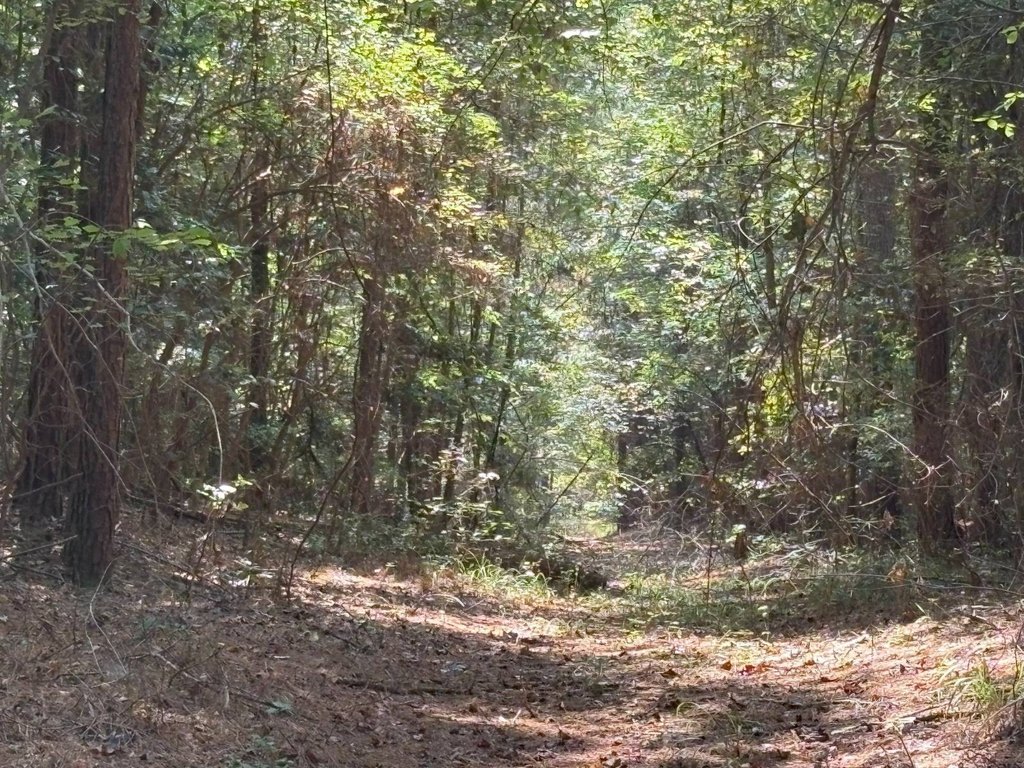 Picture 52