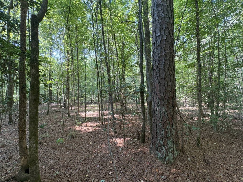 Picture 25