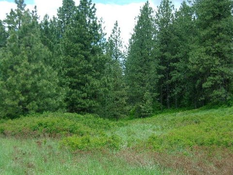 Timbered Hunting Land Parcel