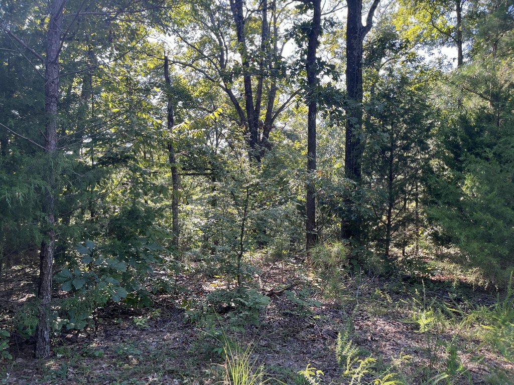 Picture 5