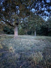 Land, Noel, MO