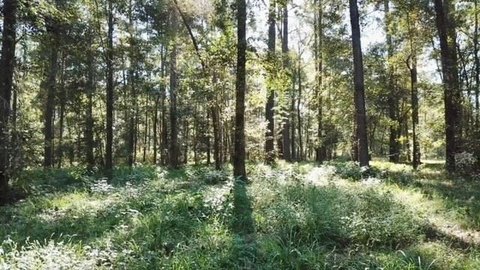 Partially Wooded Land Tract with Access