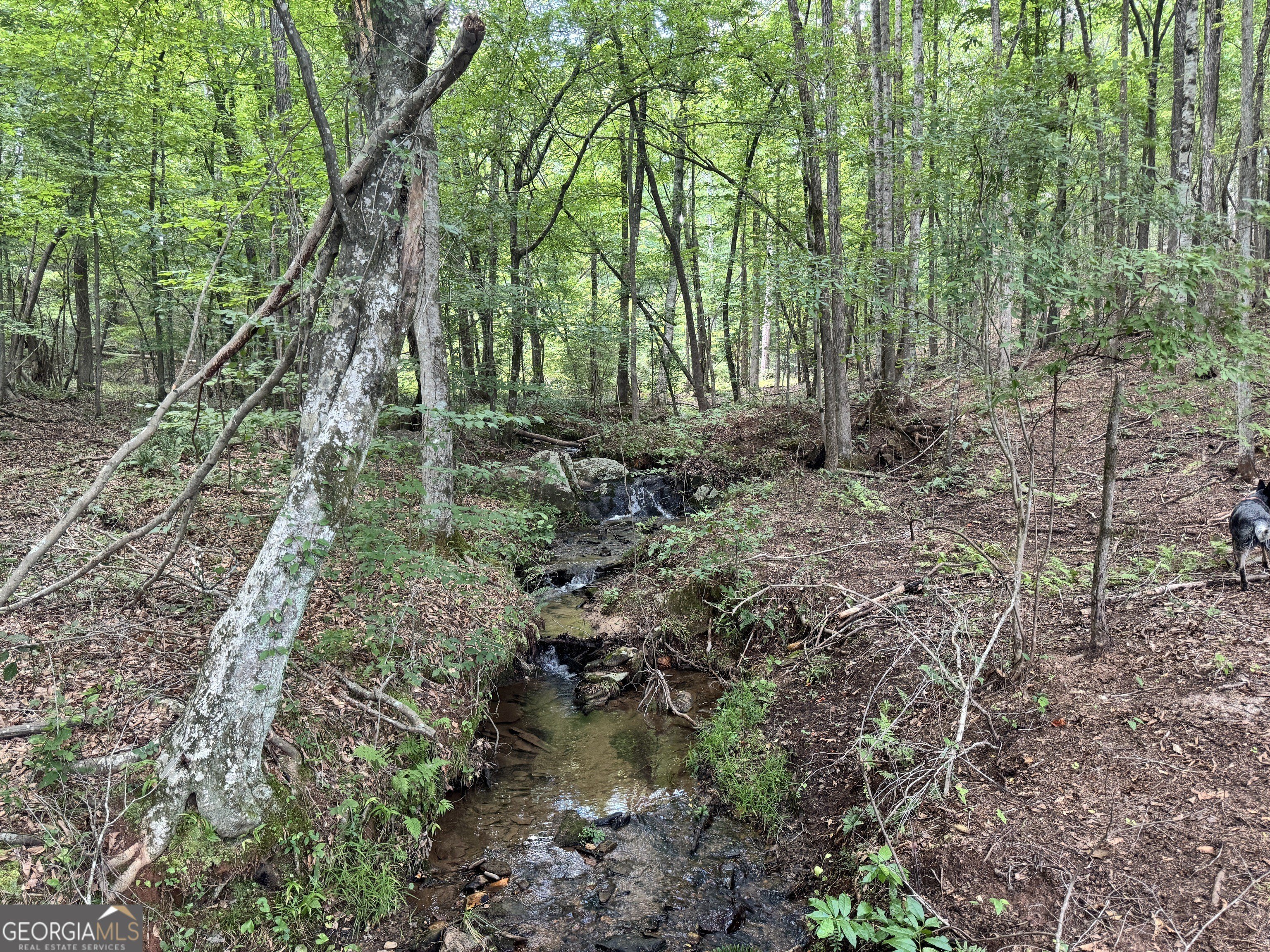 Heard County Timberland Opportunity