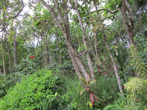 Land in Sunny Kalapana