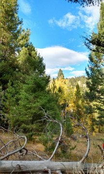 LAND - Helmville, MT