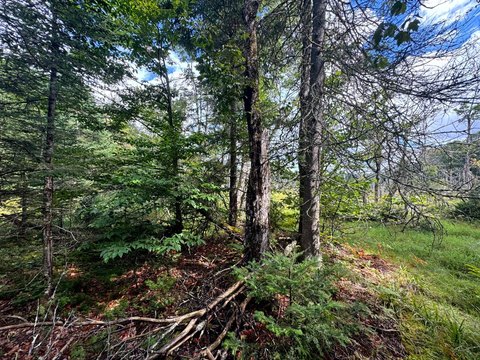 Wooded Hunting Land with APA Approval