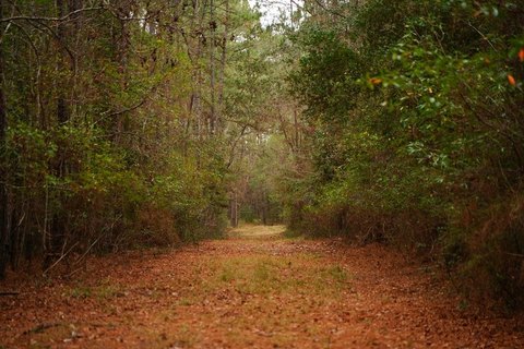 89 Acres East Texas Land