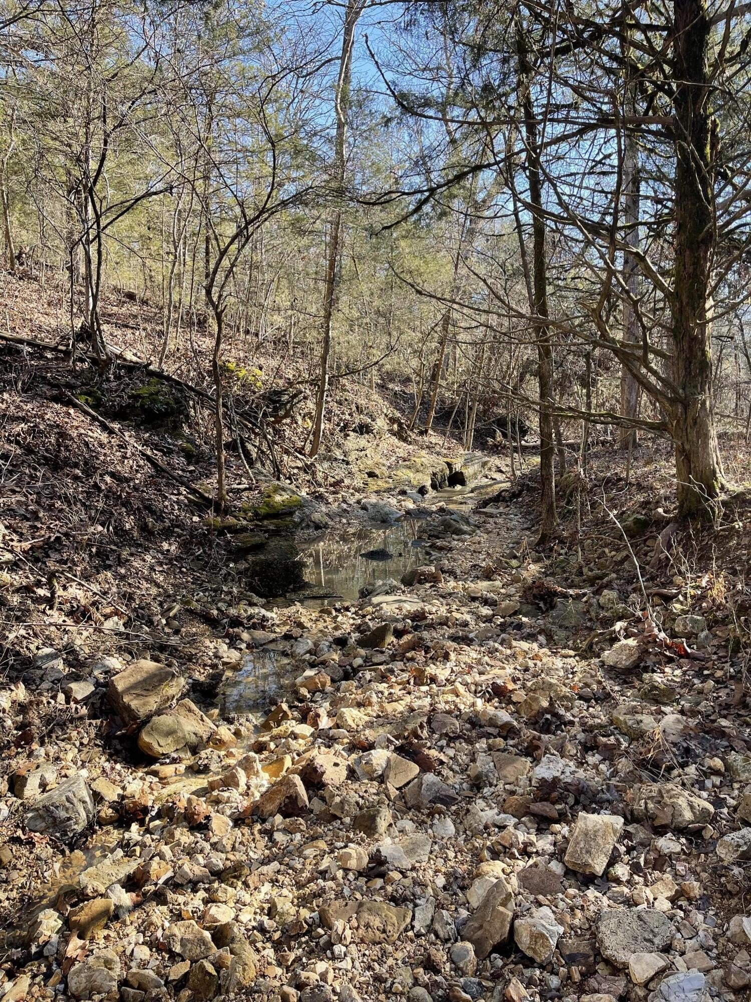 73 Acres of Forested Land