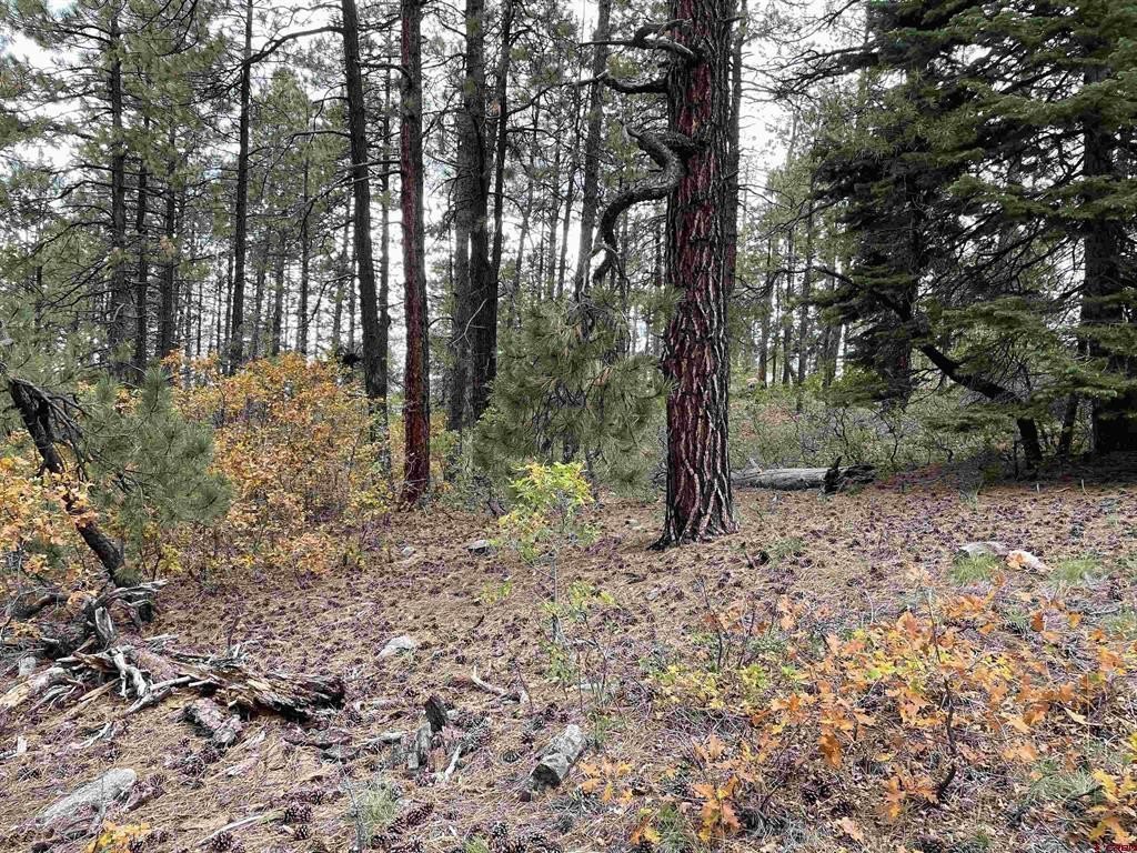 Picture 8