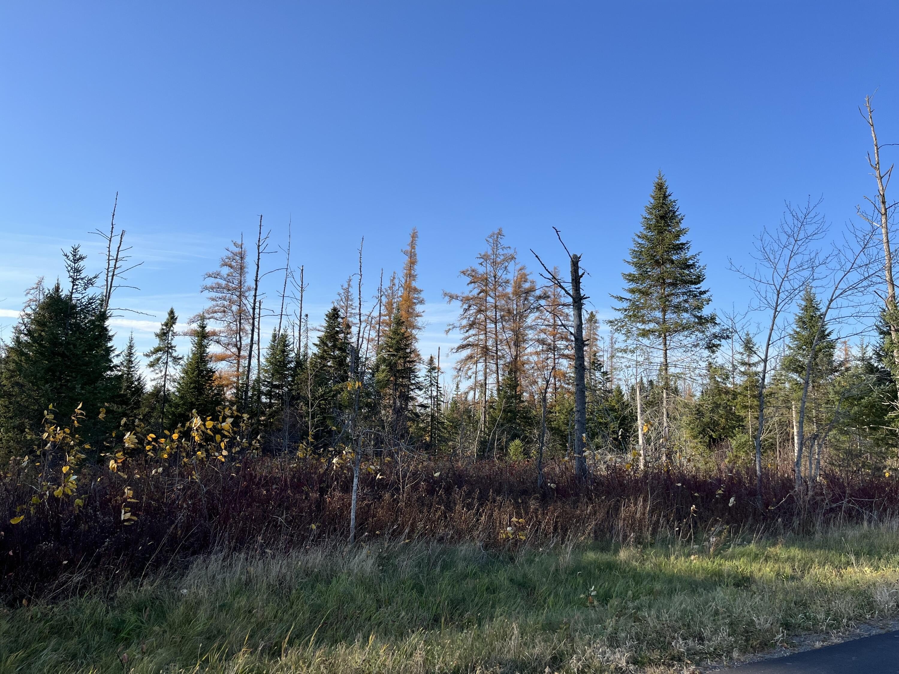 Expansive Land in Aroostook County