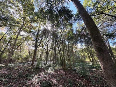Thomasville Acreage with Development Potential