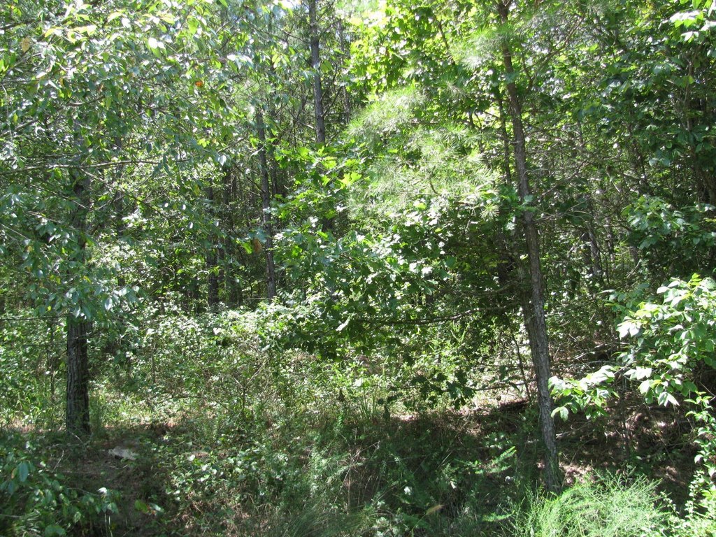 Picture 2