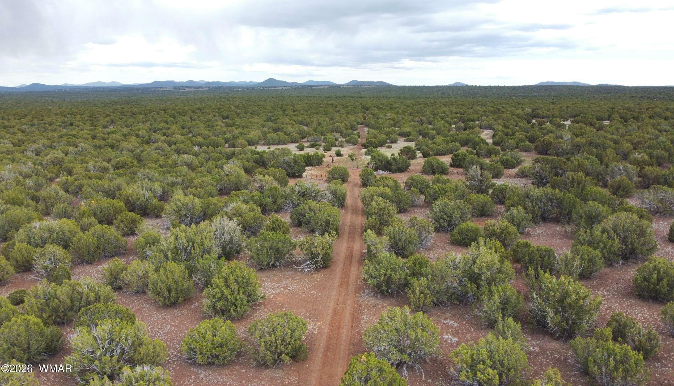 Secluded Treed Land Near Forest